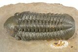 Prone Reedops Trilobite - Atchana, Morocco #312785-1